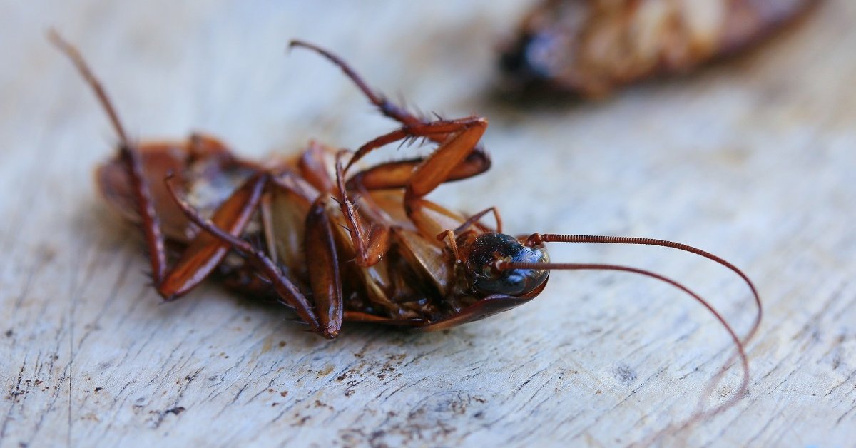 Свойства борной кислоты и ее воздействие на тараканов
